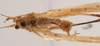 CollectionObject 1534526; 6066b610-356e-42e4-ad35-3087b1beee45: male, dorsal view (holotype). (CollectionObject).