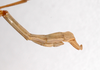 CollectionObject 1557918; 17e96f36-e74d-4bf0-a8ce-a2917bd4854e: copyright ZMHB, Berlin. male: end of abdomen, lateral view (holotype). (CollectionObject).