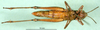 CollectionObject 1501443; 656e8ad7-487c-45c6-a7dc-977b2c50996f: female,ventral view (lectotype of Chorthippus parallelus var. caffra). (CollectionObject).