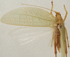 CollectionObject 1534582; cf67fc29-629c-4815-b00d-fd913f1e58bb: male, dorsal view (holotype). (CollectionObject).