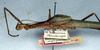 CollectionObject 1560986; NMW 226', 8de495e3-eb6f-4cf5-8b79-e42880f02ec9: copyright NMW, Vienna. female: head and thorax, lateral view of Perliodes nigrogranulosus (syntype). (CollectionObject).