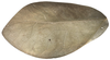 CollectionObject 1521092; 6cfb890e-031c-41f0-bdd2-5c41fbeb93b0, INPAINB0003981238: female, left tegmen (specimen from Costa Rica). (CollectionObject).