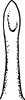 Aedeagus, ventral view on Arboridia (Arboridia) defecta (Dlabola, 1957): Aedeagus, ventral view. (Observation).