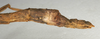 CollectionObject 1560917; NMW 894, 8d93b8e9-abfb-4646-ac74-0152b8d29eff: copyright NMW, Vienna. female: end of abdomen, lateral view (syntype). (CollectionObject).