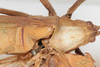 CollectionObject 1505723; 27ffbcd4-93cb-4900-9837-2677ce18f56c: male, dorsal view (syntype). (CollectionObject).