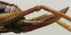 CollectionObject 1535968; 447d7091-fcad-48f0-9081-27e7b245c32e: female ovipositor (paratype). (CollectionObject).