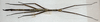 CollectionObject 1563977; cc9ce06e-48d7-4e45-b5d3-7e50a20a0deb: copyright J. Bresseel. female (paratype). (CollectionObject).