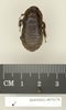 CollectionObject 1573076; ff6798ad-0980-425d-9c65-a8d570b1677d: Copyright Natural History Museum, London. Non-type (adult male) in BM(NH). Dorsal view. (CollectionObject).