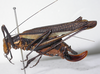 CollectionObject 1543992; bea44e42-c81c-4b92-9717-8b3cec5886c5: female, lateral view. (CollectionObject).