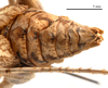 CollectionObject 1475599; c97e7739-249b-4dae-bf76-d02f6a7dd1c7: male abdomen, dorsal view (holotype). (CollectionObject).