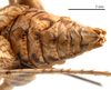 male abdomen, dorsal view (holotype). Depicts CollectionObject 1475599; c97e7739-249b-4dae-bf76-d02f6a7dd1c7, a CollectionObject.