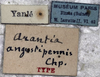 CollectionObject 1539774; 468288cf-2b50-4b67-8f4b-b3f052943afb: labels (holotype). (CollectionObject).