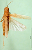 CollectionObject 1584729; 37f87973-7a63-4721-ada2-ade4f3254026: female, dorsal view (paratype). (CollectionObject).