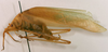 CollectionObject 1517329; 55a3ef19-f235-4c53-b411-1a9af7083c90: male, lateral view (holotype). (CollectionObject).