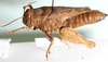 Anabibia thoracica Dirsh, 1956: female, lateral view. (Otu).