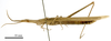 male, lateral view (holotype). Depicts CollectionObject 1538220; fd7c4925-b200-4662-a783-812db488e848, a CollectionObject.