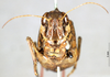 CollectionObject 1568989; 1cda1e7f-2118-4ff8-aa00-a3c80c9617fb: female, frontal view (paratype of Gastrimargus africanus var. zebrata). (CollectionObject).