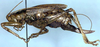 CollectionObject 1532921; 84d1b6c2-d772-4c48-8864-2dce5c911722: female, lateral view (allotype). (CollectionObject).