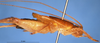CollectionObject 1505326; 06763844-0603-4a69-8408-8af466275265: male, lateral view (holotype). (CollectionObject).