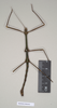CollectionObject 1559498; NHMUK(SF IMPORT DUPLICATE) 844642, a9dbb676-98a6-42f3-b554-fd16bcfa4c1d: copyright Natural History Museum, London. male (holotype). (CollectionObject).