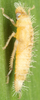 Nymph on Buloria gyponinoides Distant, 1908: Nymph. (Observation).