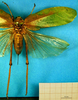 CollectionObject 1500714; 8e224ad7-26df-410c-ad88-0484a6231b55: female, dorsal view (holotype). (CollectionObject).