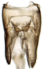 Subgenital plate: !! display not done !! on Acostemmini Evans, 1972: Acostemma stilleri, subgenital plates, valve and pygofer, ventrally (INHS). (Observation).
