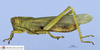 CollectionObject 1580064; de928fb0-8990-4ecd-880e-cc55e711d9bf: male habitus, lateral view (holotype). (CollectionObject).