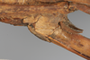 CollectionObject 1505791; b3801d44-1fe5-4103-9de9-dc2106ee58e1: female, lateral view (syntype). (CollectionObject).