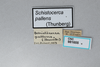 CollectionObject 2868646; CNCI 981655, 12768310-4382-4b10-835f-5b7cf50deedc: Schistocerca pallens. (CollectionObject).