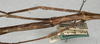 CollectionObject 1557142; d8f0877c-c1a1-45db-a5cd-ccb985dc866d: copyright NMW, Vienna. female, mid body, dorsal surface (holotype). (CollectionObject).