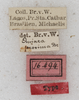 CollectionObject 1532116; bd482e45-07c6-4c09-84b4-f8b35d6fdf34: labels (syntype). (CollectionObject).
