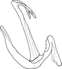 Aedeagus, lateral view on Anufrievia quadrata Cao & Zhang, 2018: Aedeagus, lateral view (holotype). (Observation).