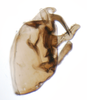 Pygofer, lateral view on Delphacodes quadridentis Beamer, 1948: (Observation).