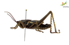 CollectionObject 1849329; e354ba48-ba5e-4b24-a07f-eeff7b7f4c3b, Unioeste Cascavel K-0429: Male. Lateral view. (CollectionObject).