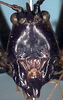 CollectionObject 1517439; f6b7cc4f-ae40-49c3-9cd3-f9f9f4ba071d: male head, frontal view (holotype). (CollectionObject).