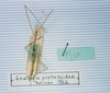 CollectionObject 1558052; 23c4da89-c9eb-42bc-9baf-b316f5b7b1ec: copyright MNHN, Paris. male (holotype). (CollectionObject).