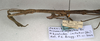 CollectionObject 1559495; NMW 554', c1e8b8ea-182c-480c-9ff5-de0874a08119: copyright NMW, Vienna. female: head and thorax, lateral view of Prisomera modestum (paralectotype). (CollectionObject).