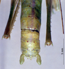 CollectionObject 1528093; ee8c6e5f-fa31-4830-b6c1-ed62685e893a: male cerci (holotype). (CollectionObject).