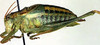 CollectionObject 1502061; 03a32da7-359f-47c4-a3f8-7936e54d5fdd: male, lateral view (paratype). (CollectionObject).