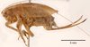 female, lateral view (syntype of Hapithus quadratus). Depicts CollectionObject 1597725; cc7c3ba7-62c2-48ea-bd23-a5f313406ead, a CollectionObject.