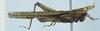 CollectionObject 1583780; ea1ebf25-0307-4e14-a67a-f5ec89a4ccf5: male, lateral view. (CollectionObject).