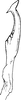Stylus: !! display not done !! on Zygina (Anatolidia) Zakhvatkin, 1937: Stylus (Z. (A.). obesa Zachv.). (Observation).