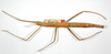 CollectionObject 1558433; b71adb15-a829-489c-ab99-7d1f8885dcaa: copyright ZMB, Berlin. female of Dimorphodes carinatus (syntype). (CollectionObject).