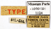 CollectionObject 1587157; MNHN(SF IMPORT DUPLICATE) MNHN-EP-EP1024, f890ee0a-9aa2-4a13-9816-c34cddf1216c: CC BY-NC-ND 4.0/MNHN - Depraetere Marion - 2014. Type, female, of magnifica Shelford, 1907. Specimen number: MNHN-EP-EP1024. http://coldb.mnhn.fr/catalognumber/mnhn/ep/ep1024. (CollectionObject).