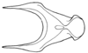 Aleuas vitticollis Stål, 1878: Fig. 34E. cingulum, dorsal view. (Otu).