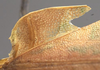 CollectionObject 1505870; e7a7707e-659d-44be-866c-bd957e5e5b60: male, left stridulatory area (holotype). (CollectionObject).