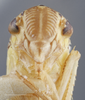 Head: !! display not done !! on Cofana spectra (Distant, 1908): Head/Face. (Observation).