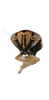 Head on Brazosa campinacu Pinedo-Escatel & Dietrich, 2020: face, male. (Observation).