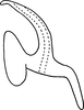Aedeagus, lateral view on Erythridula rufostigmosa (Beamer, 1930): Aedeagus, lateral view. (Observation).